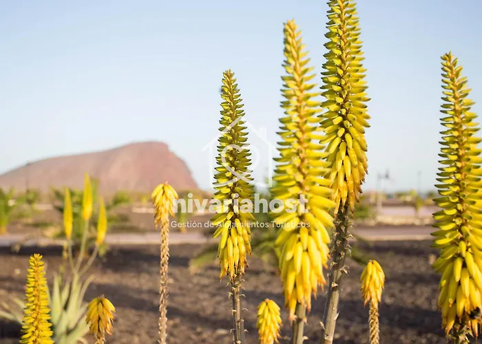 Sunset View La Tejita, By Nivariahost *